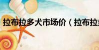 拉布拉多犬市場價(拉布拉多犬價格600元)