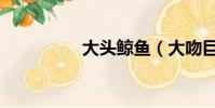 大頭鯨魚(大吻巨頭鯨)