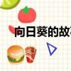 向日葵的故事景區介紹（向日葵的故事）