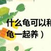 什么龜可以和墨龜一起養殖（什么龜可以和墨龜一起養）