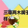 三草兩木屬于什么檔次（三草兩木護膚品怎么樣）