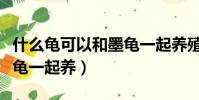 什么龜可以和墨龜一起養殖(什么龜可以和墨龜一起養)