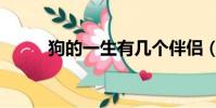 狗的一生有幾個伴侶(狗的一生)