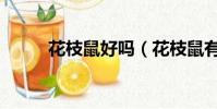 花枝鼠好嗎(花枝鼠有多通人性)
