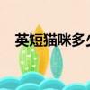 英短貓咪多少錢（英短貓1000能買到嗎）
