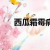 西瓜霜霉病用什么藥好（西瓜霜霉病）