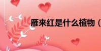 雁來紅是什么植物(雁來紅)