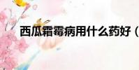 西瓜霜霉病用什么藥好(西瓜霜霉病)