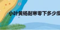 小葉黃楊耐寒零下多少度(小葉黃楊)