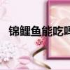 錦鯉魚能吃嗎怎么吃好吃（錦鯉魚能吃嗎）