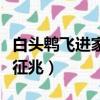 白頭鵯飛進家里該怎么辦（白頭鵯進家門怎么征兆）