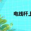 電線桿上的麻雀歌詞（麻雀歌詞）