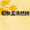 初秋孟浩然拼音版朗讀（初秋孟浩然拼音版）
