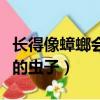 長得像蟑螂會飛的蟲子圖片（長得像蟑螂會飛的蟲子）