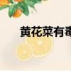黃花菜有毒嗎能吃嗎（黃花菜有毒嗎）