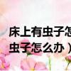 床上有蟲子怎么辦身上被咬的全是包（床上有蟲子怎么辦）