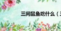 三間鼠魚吃什么(三間鼠)