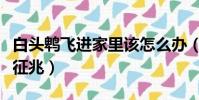 白頭鵯飛進家里該怎么辦(白頭鵯進家門怎么征兆)