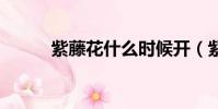 紫藤花什么時候開(紫藤花she)