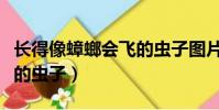長得像蟑螂會飛的蟲子圖片(長得像蟑螂會飛的蟲子)