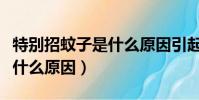 特別招蚊子是什么原因引起的(特別招蚊子是什么原因)