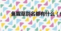 魚腥草別名都有什么(魚腥草別名)