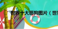 世界十大惡狗圖片(世界十大惡馬)