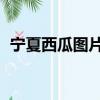 寧夏西瓜圖片 硒砂瓜（寧夏硒砂瓜好吃嗎）