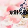 紫荊花的詩句 七絕（紫荊花的詩句）