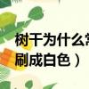 樹干為什么常常刷成白色?（樹干為什么常常刷成白色）