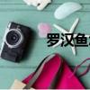 羅漢魚怎么養起頭快（羅漢魚）