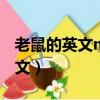 老鼠的英文mice和mouse的區別（老鼠的英文）