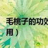 毛桃子的功效與作用禁忌（毛桃子的功效與作用）