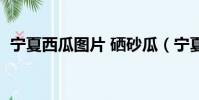 寧夏西瓜圖片 硒砂瓜(寧夏硒砂瓜好吃嗎)