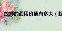 蟻獅的藥用價值有多大(蟻獅的藥用價值)