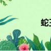 蛇王不停抽插花心紅腫