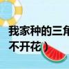 我家種的三角梅怎么不開花（養的三角梅怎么不開花）
