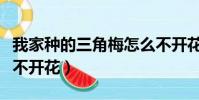 我家種的三角梅怎么不開花(養的三角梅怎么不開花)