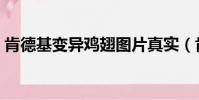 肯德基變異雞翅圖片真實(肯德基的變異雞)