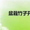 盆栽竹子開花意味著什么（盆栽竹子）