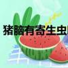豬腦有寄生蟲嗎會傳染嗎（豬腦有寄生蟲嗎）
