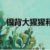 銀背大猩猩和獅子打架視頻（銀背大猩猩）