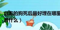 自家的狗死后最好埋在哪里(家里狗死了預示著什么)