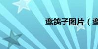 鸞鴿子圖片(鸞鴿)