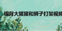 銀背大猩猩和獅子打架視頻(銀背大猩猩)