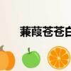 蒹葭蒼蒼白露為霜（白露為霜上一句）