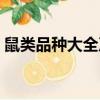 鼠類品種大全及圖片（鼠類動物名稱及圖片）