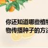 你還知道哪些植物傳播種子的方法二年級（你還知道哪些植物傳播種子的方法）