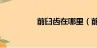 前臼齒在哪里(前臼齒)