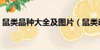 鼠類品種大全及圖片(鼠類動物名稱及圖片)